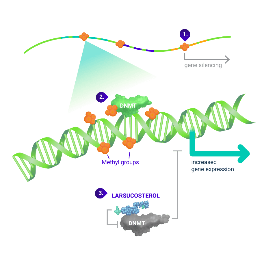 Illustration of how Larsucosterol works